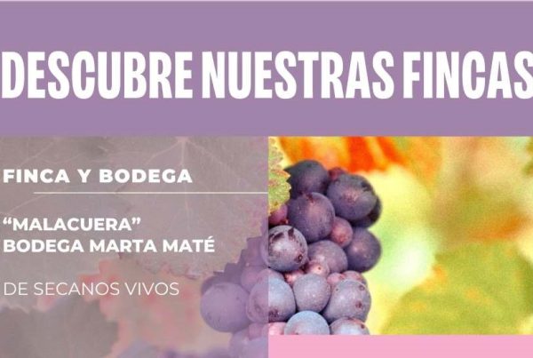 Visitas viñedo bodega Marta Maté