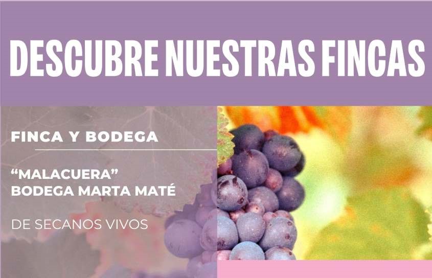 Visitas viñedo bodega Marta Maté