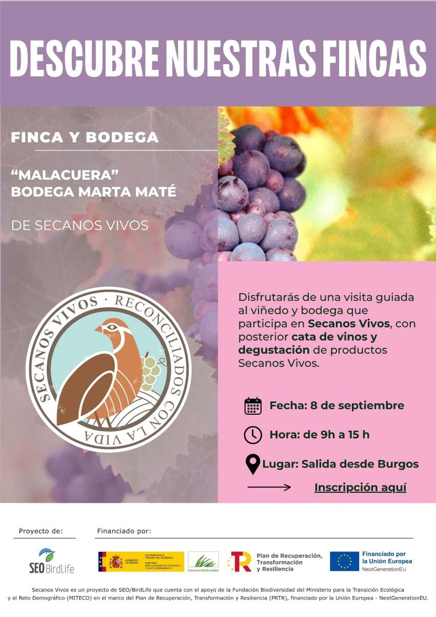 Visitas viñedo bodega Marta Maté