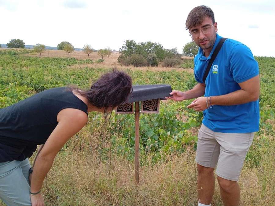 Nido artificial instalado en el viñedo de Marta Maté para aves insectívoras.