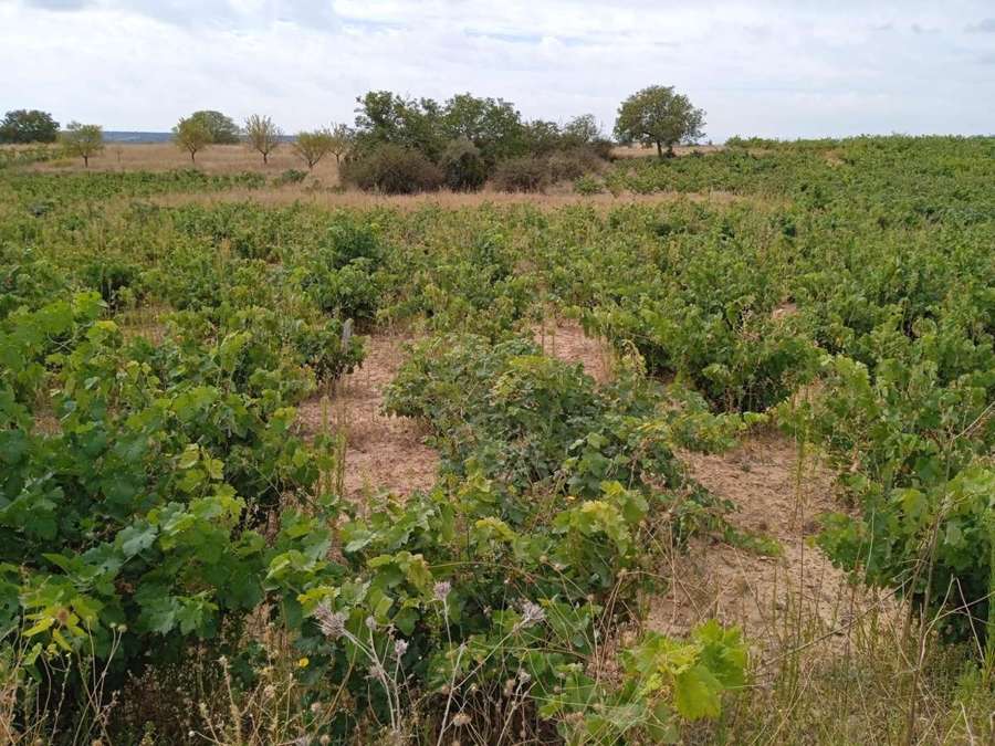 Viñedos de Marta Maté en Tubilla del Lago, paisaje de secano en la Ribera del Duero.