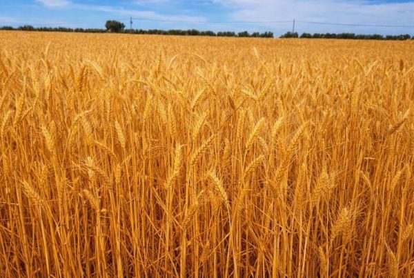 Campo de cereal de secano con espigas de trigo maduro en un paisaje agrícola abierto