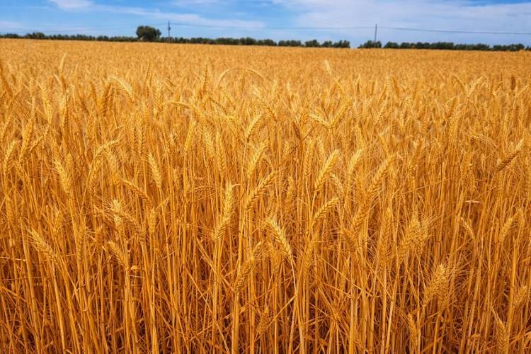Campo de cereal de secano con espigas de trigo maduro en un paisaje agrícola abierto